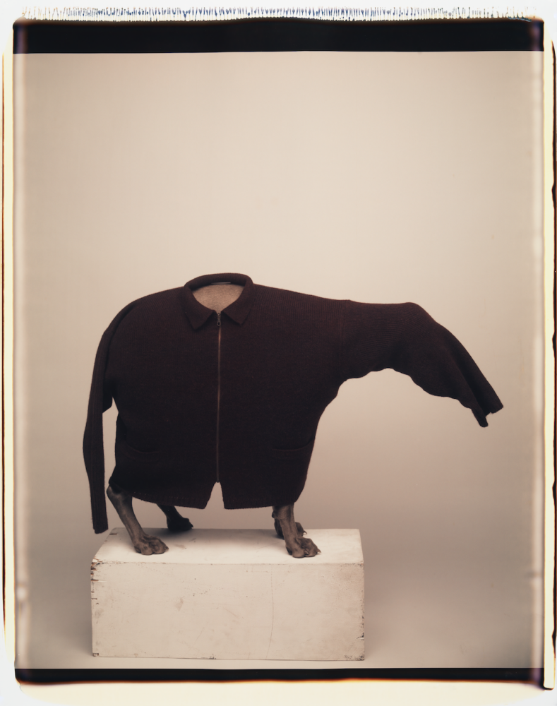 William Wegman — Galerie Georges-Philippe & Nathalie Vallois